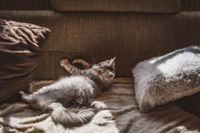 cozy blanket